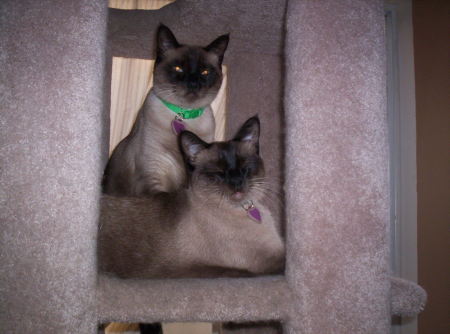 Mia & Ollie - "The Siamese Twins"
