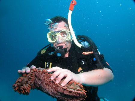 Scuba diving the great barrier reef
