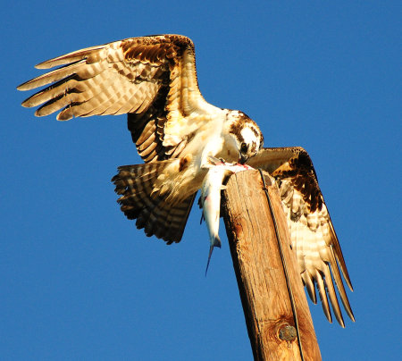 Osprey