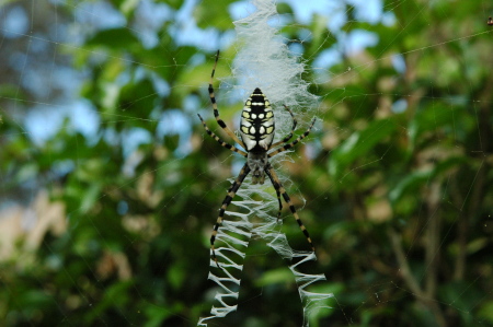 orb spider 1