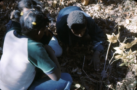 School Forest 1977 003