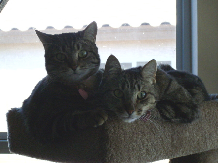 My cats- Terrah (terror) & Baxter
