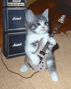 guitar cat