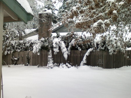winttry back yard in Portland Oregon, not normal for Christmas