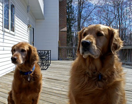 Kassie (left) and Champ