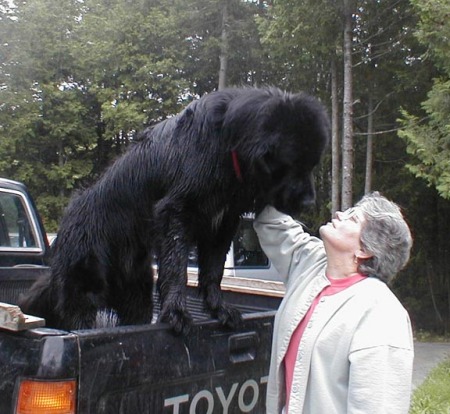 mary lou with Newfoundland dog CABER