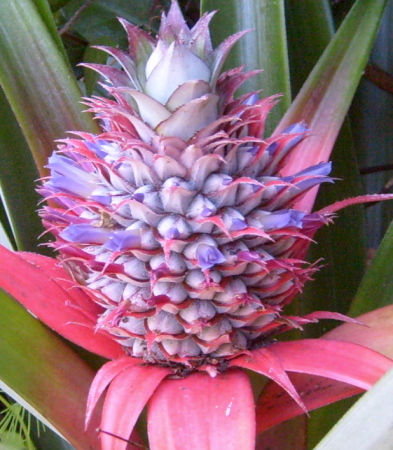 Blooming Pineapple