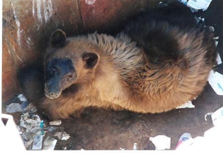 "Oh My!"  Bear in our dumpster