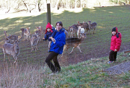 Feeding the deer in Wallersforf, Germany