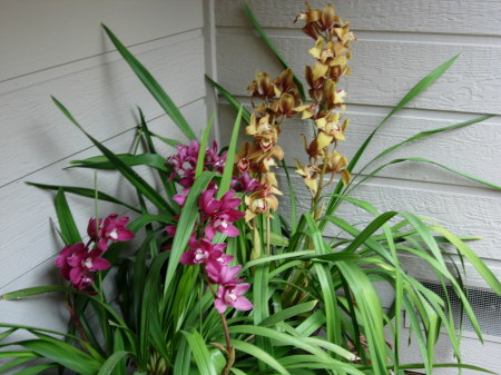 Orchids 2007