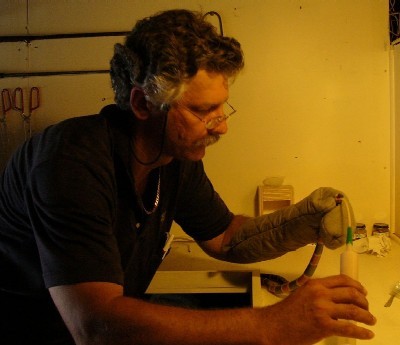 tube feeding a coral snake