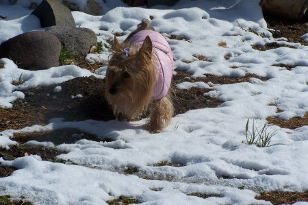 Madison playing in the snow...Beaver,UT