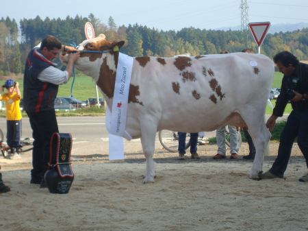 Cow-show Zuzwil 2008