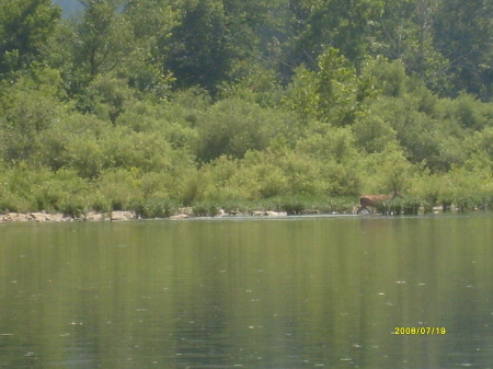 a deer on the creek, moving out of frame...