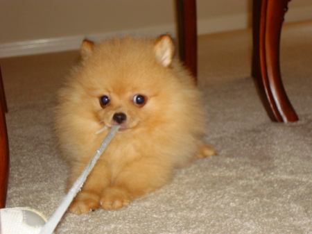 1 of 3 Newborn Pomeranians