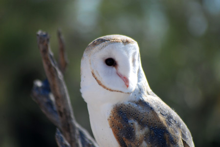 Barn Owl