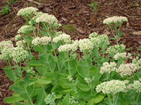 My garden blossoms