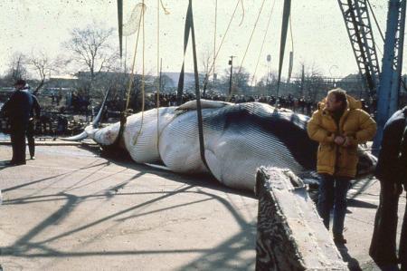 Whale Stranding