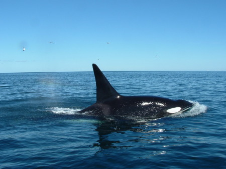 Male Orca