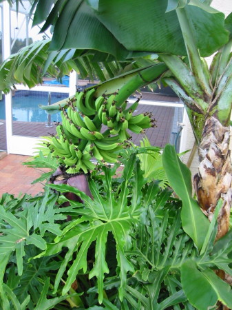 Banana tree in my backyard
