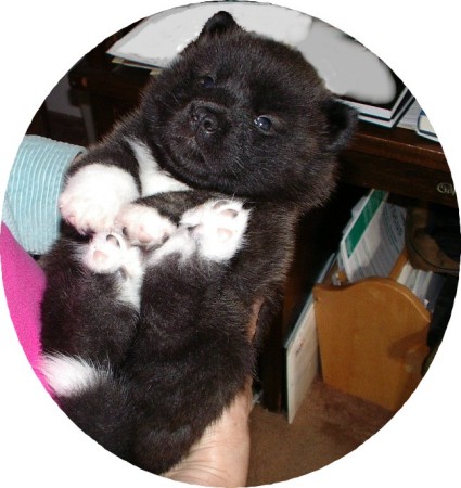 Akita Puppy 4 Weeks