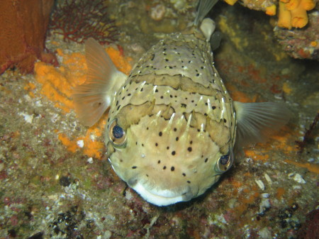 Puffer fish