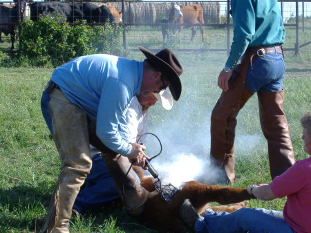 Paul branding a calf