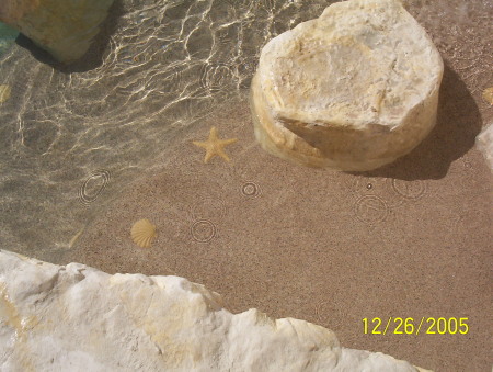 Starfish in the Sand