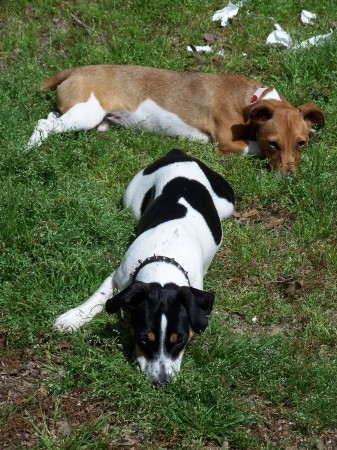 My Jack Russells