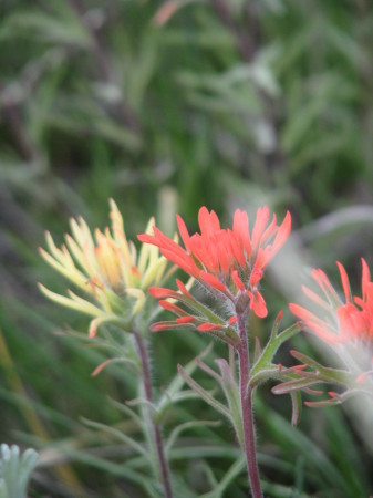 more Indian Paintbrush