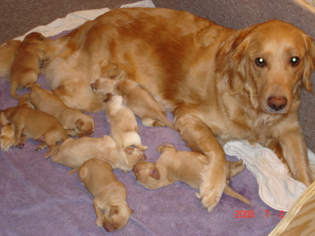 My dog, Lizzie, with her puppies