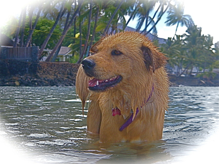 "Maile" (a Hawaiian Special Ceremony Leaf)