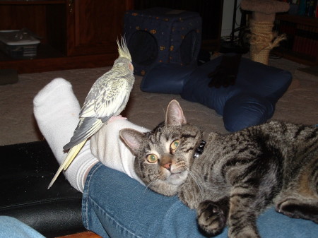 merlin the cat and bird shadowfax