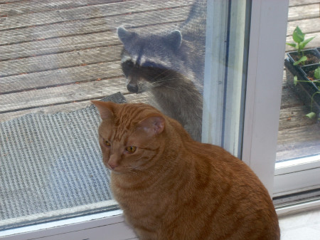 Lulu at screen door with visiting raccoon