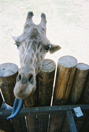 Giraffe World Wildlife Zoo