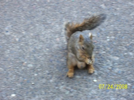 'Fred' the squirrel