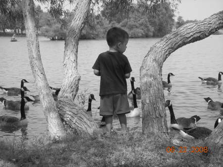 Feeding the Geese