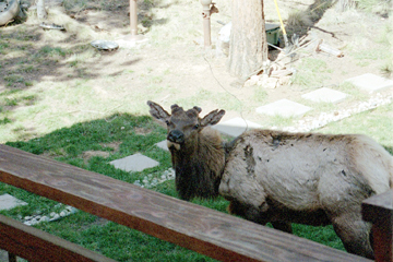 Elk, just passing by