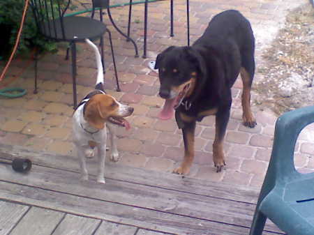 My dog Sheena (rotti.) and her new buddy