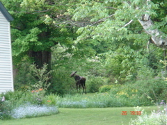 Vermont Moose