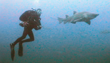 shark taunting
