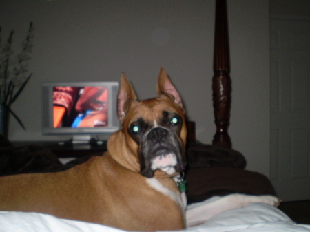 my 3 yr old Boxer Lucky