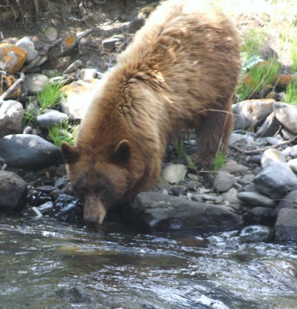 My favorite bear encounter, Yellowstone