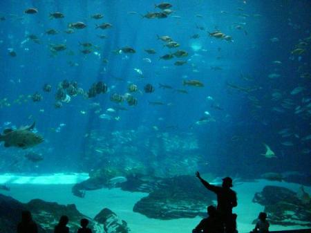 Georgia Aquarium