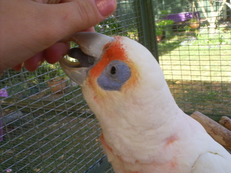 "Vella" our Long Billed Corella