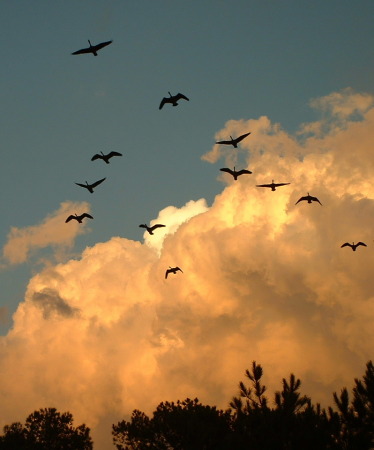 Geese in Clouds