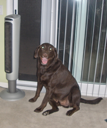 our chocolate lab  remo