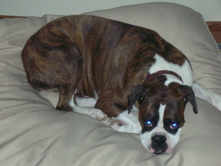 Trixie, the Brindle Boxer