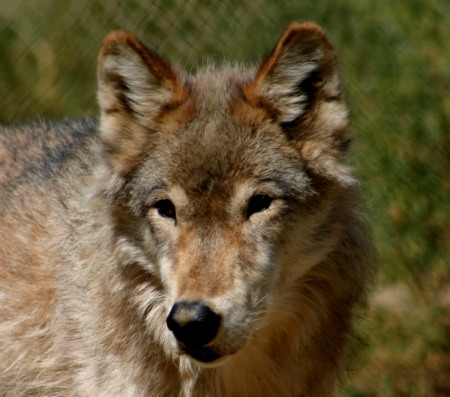 wolf02