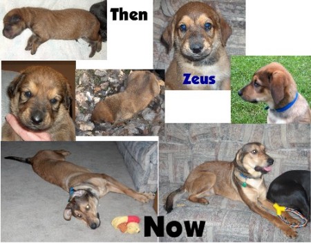 Zeus from birth to one yr old